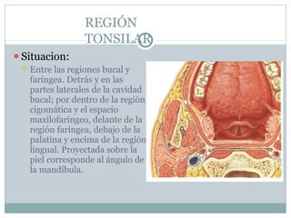 REGIÓN
TONSILAR
⚫Situacion:
 Entre las regiones bucal y
faríngea. Detrás y en las
partes laterales de la cavidad
bucal; por dentro de la región
cigomática y el espacio
maxilofaríngeo, delante de la
región faríngea, debajo de la
palatina y encima de la región
lingual. Proyectada sobre la
piel corresponde al ángulo de
la mandíbula.
 