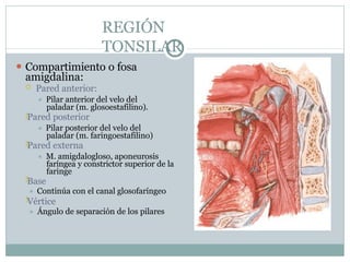 REGIÓN
TONSILAR
⚫ Compartimiento o fosa
amigdalina:




 Pared anterior:
⯍ Pilar anterior del velo del
paladar (m. glosoestafilino).
Pared posterior
⯍ Pilar posterior del velo del
paladar (m. faringoestafilino)
Pared externa
⯍ M. amigdalogloso, aponeurosis
faríngea y constrictor superior de la
faringe
Base
⯍ Continúa con el canal glosofaríngeo
Vértice
⯍ Ángulo de separación de los pilares
 