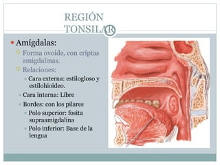 REGIÓN
TONSILAR
⚫Amígdalas:
 Forma ovoide, con criptas
amigdalinas.
 Relaciones:
⯍ Cara externa: estilogloso y
estilohioideo.
⯍ Cara interna: Libre
⯍ Bordes: con los pilares
⯍ Polo superior: fosita
supraamigdalina
⯍ Polo inferior: Base de la
lengua
 