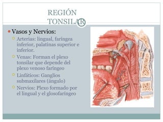 REGIÓN
TONSILAR
⚫Vasos y Nervios:
 Arterias: lingual, faríngea
inferior, palatinas superior e
inferior.
 Venas: Forman el plexo
tonsilar que depende del
plexo venoso faríngeo
 Linfáticos: Ganglios
submaxilares (ángulo)
 Nervios: Plexo formado por
el lingual y el glosofaríngeo
 