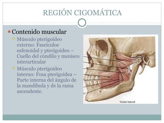 REGIÓN CIGOMÁTICA
⚫Contenido muscular
 Músculo pterigoideo
externo: Fascículos
esfenoidal y pterigoideo –
Cuello del cóndilo y menisco
interarticular
 Músculo pterigoideo
interno: Fosa pterigoidea –
Parte interna del ángulo de
la mandíbula y de la rama
ascendente.
 