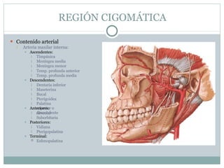 REGIÓN CIGOMÁTICA
⚫ Contenido arterial
 Arteria maxilar interna:
⯍ Ascendentes:





Timpánica
Meníngea media
Meníngea menor
Temp. profunda anterior
Temp. profunda media
⯍ Descendentes:





Dentaria inferior
Maseterina
Bucal
Pterigoidea
Palatina
superior o
descendente
⯍ Anteriores:


Alveolar
Suborbitaria
⯍ Posteriores:


Vidiana
Pterigopalatina
⯍ Terminal:
 Esfenopalatina
 