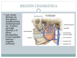 REGIÓN CIGOMÁTICA
⚫ Las venas
drenan en
dos plexos
ampliamente
anastomosad
os: el plexo
alveolar
(facial) y el
plexo
pterigoideo
(vena maxilar
interna 
yugular
externa)
 