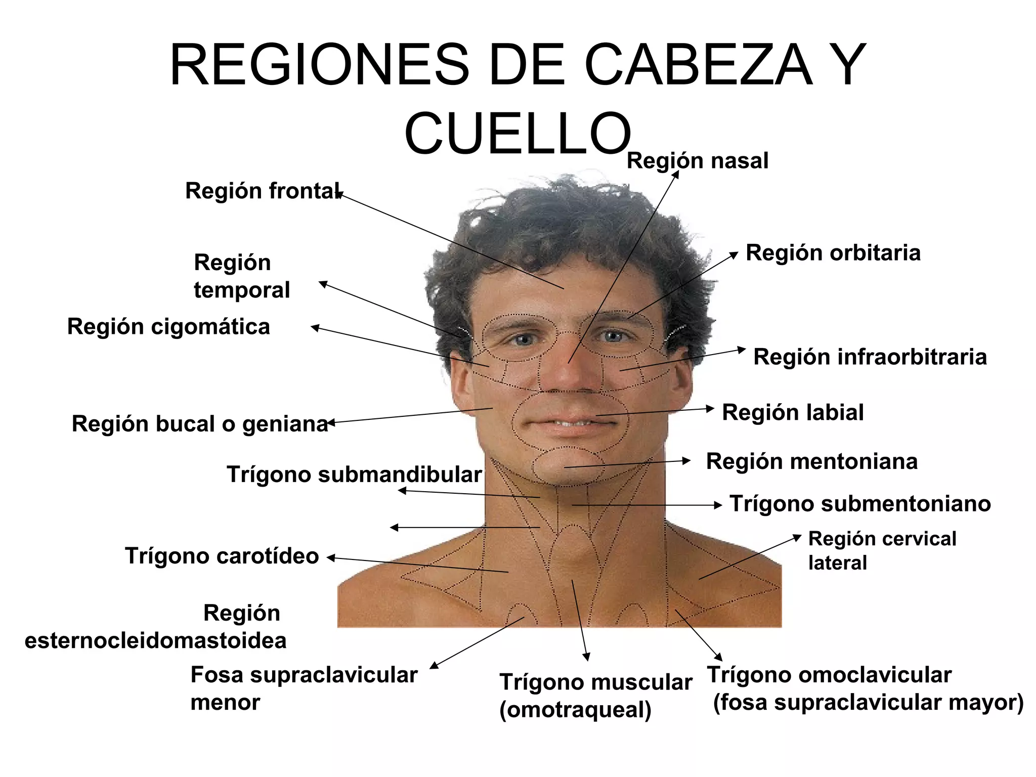 Anatom a Externa De La Cara anatom-a-externa-de-la-cara