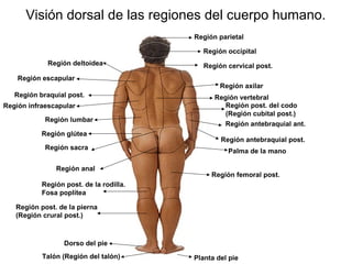 Visión dorsal de las regiones del cuerpo humano.
                                         Región parietal

                                           Región occipital
             Región deltoidea               Región cervical post.
    Región escapular
                                                 Región axilar
   Región braquial post.                       Región vertebral
Región infraescapular                             Región post. del codo
                                                  (Región cubital post.)
            Región lumbar
                                                 Región antebraquial ant.
           Región glútea
                                                 Región antebraquial post.
            Región sacra
                                                   Palma de la mano

               Región anal
                                              Región femoral post.
           Región post. de la rodilla.
           Fosa poplítea

   Región post. de la pierna
   (Región crural post.)



                  Dorso del pie
           Talón (Región del talón)      Planta del pie
 