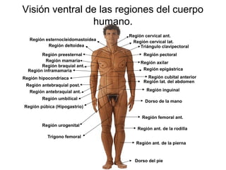 Visión ventral de las regiones del cuerpo
                humano.
                                   Región cervical ant.
   Región esternocleidomastoidea    Región cervical lat.
           Región deltoidea             Triángulo clavipectoral
        Región preesternal                Región pectoral
          Región mamaria                Región axilar
        Región braquial ant.
  Región inframamaria                    Región epigástrica

Región hipocondríaca                       Región cubital anterior
                                         Región lat. del abdomen
 Región antebraquial post.
  Región antebraquial ant.                 Región inguinal
        Región umbilical
                                          Dorso de la mano
Región púbica (Hipogastrio)

                                         Región femoral ant.
        Región urogenital
                                       Región ant. de la rodilla
           Trígono femoral
                                      Región ant. de la pierna



                                     Dorso del pie
 