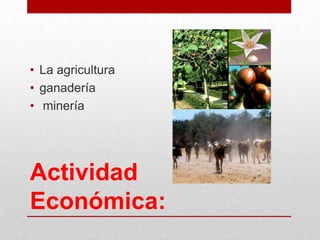 Actividad
Económica:
• La agricultura
• ganadería
• minería
 