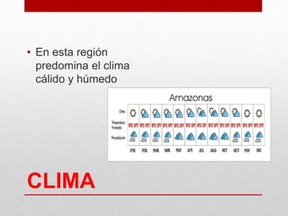 CLIMA
• En esta región
predomina el clima
cálido y húmedo
 