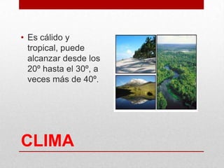 CLIMA
• Es cálido y
tropical, puede
alcanzar desde los
20º hasta el 30º, a
veces más de 40º.
 