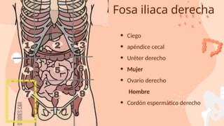 REGIONES DEL ABDOMEN y partes del abdomen .pptx