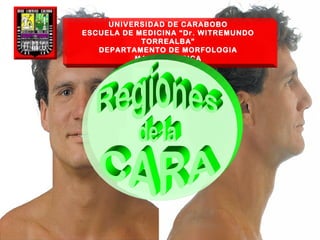 UNIVERSIDAD DE CARABOBO
ESCUELA DE MEDICINA “Dr. WITREMUNDO
            TORREALBA”
   DEPARTAMENTO DE MORFOLOGIA
           MACROSCOPICA
 