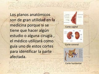 Los planos anatómicos
son de gran utilidad en la
medicina porque si se
tiene que hacer algún
estudio o alguna cirugía ,
el médico utilizará como
guía uno de estos cortes
para identificar la parte
afectada.
Corte sagital
Corte coronal
Corte horizontal
 