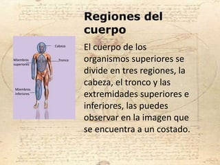 Regiones del
cuerpo
El cuerpo de los
organismos superiores se
divide en tres regiones, la
cabeza, el tronco y las
extremidades superiores e
inferiores, las puedes
observar en la imagen que
se encuentra a un costado.
Cabeza
TroncoMiembros
superiores
Miembros
inferiores
 