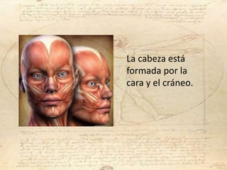 La cabeza está
formada por la
cara y el cráneo.
 