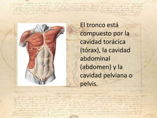 El tronco está
compuesto por la
cavidad torácica
(tórax), la cavidad
abdominal
(abdomen) y la
cavidad pelviana o
pelvis.
 