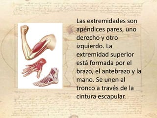 Las extremidades son
apéndices pares, uno
derecho y otro
izquierdo. La
extremidad superior
está formada por el
brazo, el antebrazo y la
mano. Se unen al
tronco a través de la
cintura escapular.
 