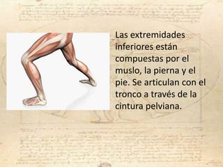 Las extremidades
inferiores están
compuestas por el
muslo, la pierna y el
pie. Se articulan con el
tronco a través de la
cintura pelviana.
 