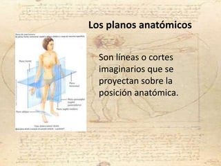 Los planos anatómicos
Son líneas o cortes
imaginarios que se
proyectan sobre la
posición anatómica.
 