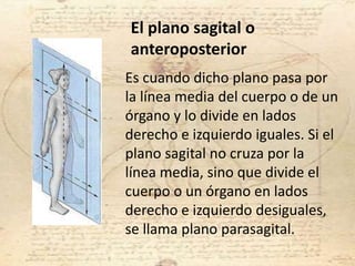 Es cuando dicho plano pasa por
la línea media del cuerpo o de un
órgano y lo divide en lados
derecho e izquierdo iguales. Si el
plano sagital no cruza por la
línea media, sino que divide el
cuerpo o un órgano en lados
derecho e izquierdo desiguales,
se llama plano parasagital.
El plano sagital o
anteroposterior
 