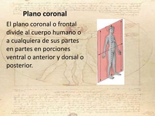 El plano coronal o frontal
divide al cuerpo humano o
a cualquiera de sus partes
en partes en porciones
ventral o anterior y dorsal o
posterior.
Plano coronal
 