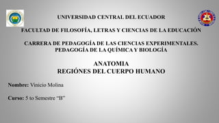 UNIVERSIDAD CENTRAL DEL ECUADOR
FACULTAD DE FILOSOFÍA, LETRAS Y CIENCIAS DE LA EDUCACIÓN
CARRERA DE PEDAGOGÍA DE LAS CIENCIAS EXPERIMENTALES.
PEDAGOGÍA DE LA QUÍMICA Y BIOLOGÍA
ANATOMIA
REGIÓNES DEL CUERPO HUMANO
Nombre: Vinicio Molina
Curso: 5 to Semestre “B”
 