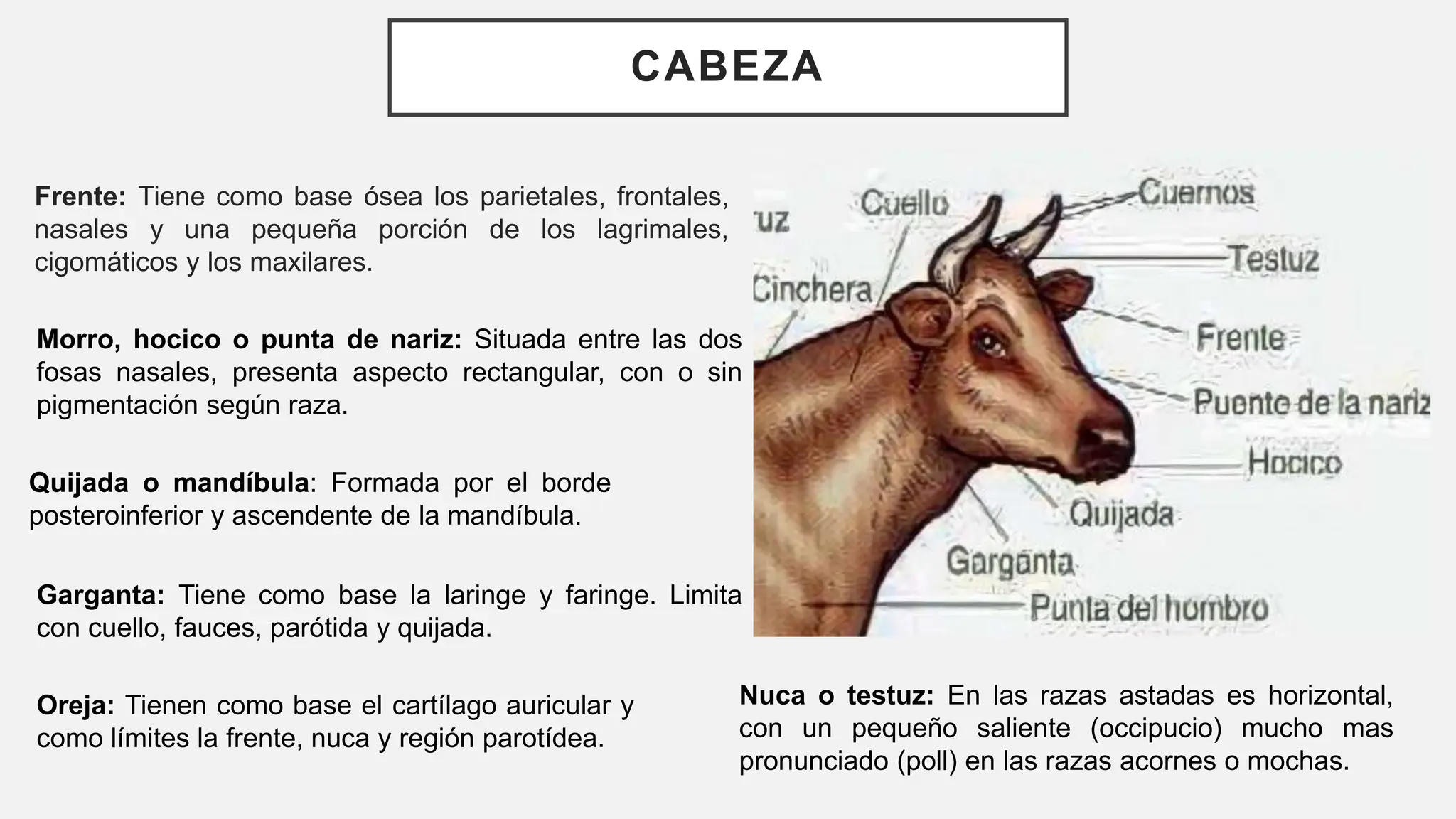 Testuz REGIONES EXTERNAS DE LOS ANIMALES (FISOLOGIA) | PPTX