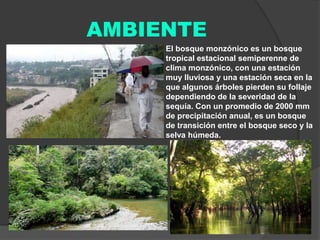 AMBIENTE
El bosque monzónico es un bosque
tropical estacional semiperenne de
clima monzónico, con una estación
muy lluviosa y una estación seca en la
que algunos árboles pierden su follaje
dependiendo de la severidad de la
sequía. Con un promedio de 2000 mm
de precipitación anual, es un bosque
de transición entre el bosque seco y la
selva húmeda.

 