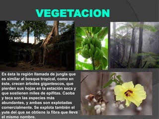 VEGETACION

Es ésta la región llamada de jungla que
es similar al bosque tropical, como en
éste, crecen árboles gigantescos, que
pierden sus hojas en la estación seca y
que sostienen miles de epífitas. Caoba
y teca son las especies más
abundantes, y ambas son explotadas
comercialmente. Se explota también el
yute del que se obtiene la fibra que lleva
el mismo nombre.

 
