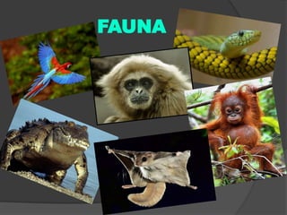 FAUNA

 