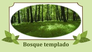 Bosque templado
 
