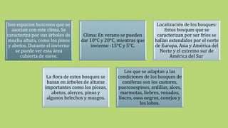Son espacios boscosos que se
asocian con este clima. Se
caracteriza por sus árboles de
mucha altura, como los pinos
y abetos. Durante el invierno
se puede ver esta área
cubierta de nieve.
Clima: En verano se pueden
dar 10°C y 20°C, mientras que
invierno -15°C y 5°C.
Localización de los bosques:
Estos bosques que se
caracterizan por ser fríos se
hallan extendidos por el norte
de Europa, Asia y América del
Norte y el extremo sur de
América del Sur.
La flora de estos bosques se
basan en árboles de alturas
importantes como los píceas,
abetos, alerces, pinos y
algunos helechos y musgos.
Los que se adaptan a las
condiciones de los bosques de
coníferas son los castores,
puercoespines, ardillas, alces,
marmotas, liebres, venados,
linces, osos negros, conejos y
los lobos.
 
