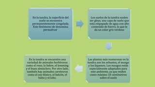 En la tundra, la superficie del
suelo se encuentra
permanentemente congelada.
Este fenómeno de denomina
permafrost.
Los suelos de la tundra suelen
ser gleys, una capa de suelo que
está empapado de agua con alto
contenido de hierro, lo que le
da un color gris verdoso
Las plantas más numerosas en la
tundra son los arbustos, el musgo
y los líquenes. Los musgos están
especialmente adaptados para
este ambiente, ya que miden
como máximo 10 centímetros
sobre el suelo
En la tundra se encuentra una
variedad de animales herbívoros
como el reno, la liebre, el lemming
y el buey almizclero. Por otro lado,
también hay animales carnívoros
como el oso blanco, el halcón, el
búho y el lobo.
 