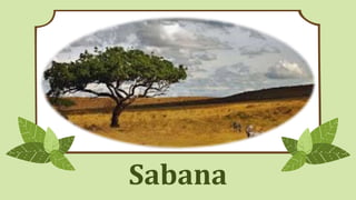 Sabana
 