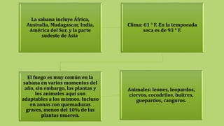 La sabana incluye África,
Australia, Madagascar, India,
América del Sur, y la parte
sudeste de Asia.
Clima: 61 ° F. En la temporada
seca es de 93 ° F.
El fuego es muy común en la
sabana en varios momentos del
año, sin embargo, las plantas y
los animales aquí son
adaptables a los mismos. Incluso
en zonas con quemaduras
graves, menos del 10% de las
plantas mueren.
Animales: leones, leopardos,
ciervos, cocodrilos, buitres,
guepardos, canguros.
 