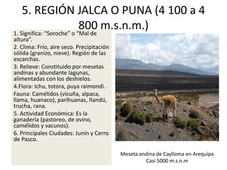 5. REGIÓN JALCA O PUNA (4 100 a 4
800 m.s.n.m.)
1. Significa: “Soroche” o “Mal de
altura”.
2. Clima: Frío, aire seco. Precipitación
sólida (granizo, nieve). Región de las
escarchas.
3. Relieve: Constituido por mesetas
andinas y abundante lagunas,
alimentadas con los deshielos.
4.Flora: Ichu, totora, puya raimondi.
Fauna: Camélidos (vicuña, alpaca,
llama, huanaco), parihuanas, ñandú,
trucha, rana.
5. Actividad Económica: Es la
ganadería (pastoreo, de ovino,
camélidos y vacunos).
6. Principales Ciudades: Junín y Cerro
de Pasco.
Meseta andina de Caylloma en Arequípa
Casi 5000 m.s.n.m
 