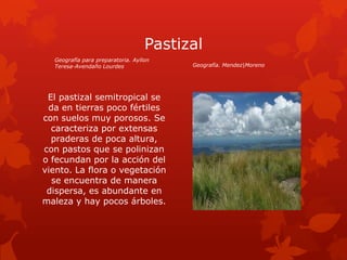 Pastizal
  Geografía para preparatoria. Ayllon
  Teresa-Avendaño Lourdes                Geografía. Mendez|Moreno




 El pastizal semitropical se
 da en tierras poco fértiles
con suelos muy porosos. Se
  caracteriza por extensas
  praderas de poca altura,
con pastos que se polinizan
o fecundan por la acción del
viento. La flora o vegetación
  se encuentra de manera
 dispersa, es abundante en
maleza y hay pocos árboles.
 