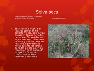 Selva seca
   Para comprender el clima y el medio
   ambiente Fortin francoise             ecologiaverde.com




 Esta zona se localiza en
  lugares con un clima
  caliente y seco, con lluvias
  escasas y largos periodos
  de sequía. Su vegetación
  es escasa, con matorrales
  leñosos y árboles de poco
  follaje que pierden sus
  hojas durante los largos
  periodos de sequía, y las
  recuperan en la época de
  lluvias. La fauna la
  conforman reptiles,
  insectos y arácnidos.
 