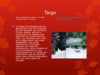 Taiga
   Para comprender el clima y el medio   http://es.wikipedia.org/wiki/regiones/nat
   ambiente Fortin francoise             urales/586767000iop



 La taiga es el bosque que se
  desarrolla al Sur de la tundra.
  En ella abundan las coníferas
  (Picea, abetos, alerces y
  pinos) que son árboles que
  soportan las condiciones de
  vida. Los animales que viven
  en la taiga tienen que estar
  adaptados a las duras
  condiciones invernales.
  Algunos son especies
  migratorias y otros resisten el
  frío encerrándose en sus
  madrigueras en un estado de
  hibernación que les permite
  pasar esos meses encerrados,
  con muy poco gasto de
  energía.
 
