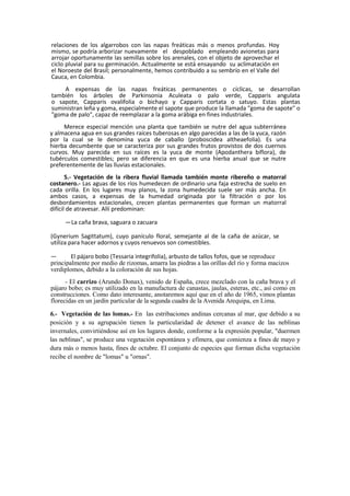 relaciones de los algarrobos con las napas freáticas más o menos profundas. Hoy
mismo, se podría arborizar nuevamente el despoblado empleando avionetas para
arrojar oportunamente las semillas sobre los arenales, con el objeto de aprovechar el
ciclo pluvial para su germinación. Actualmente se está ensayando su aclimatación en
el Noroeste del Brasil; personalmente, hemos contribuido a su sembrío en el Valle del
Cauca, en Colombia.
A expensas de las napas freáticas permanentes o cíclicas, se desarrollan
también los árboles de Parkinsonia Aculeata o palo verde, Capparis angulata
o sapote, Capparis ovalifolia o bichayo y Capparis cortata o satuyo. Estas plantas
suministran leña y goma, especialmente el sapote que produce la llamada "goma de sapote" o
"goma de palo", capaz de reemplazar a la goma arábiga en fines industriales.
Merece especial mención una planta que también se nutre del agua subterránea
y almacena agua en sus grandes raíces tuberosas en algo parecidas a las de la yuca, razón
por la cual se le denomina yuca de caballo (proboscidea altheaefolia). Es una
hierba decumbente que se caracteriza por sus grandes frutos provistos de dos cuernos
curvos. Muy parecida en sus raíces es la yuca de monte (Apodanthera biflora), de
tubérculos comestibles; pero se diferencia en que es una hierba anual que se nutre
preferentemente de las lluvias estacionales.
5.- Vegetación de la ribera fluvial llamada también monte ribereño o matorral
costanero.- Las aguas de los ríos humedecen de ordinario una faja estrecha de suelo en
cada orilla. En los lugares muy planos, la zona humedecida suele ser más ancha. En
ambos casos, a expensas de la humedad originada por la filtración o por los
desbordamientos estacionales, crecen plantas permanentes que forman un matorral
difícil de atravesar. Allí predominan:
—La caña brava, saguara o zacuara
(Gynerium Sagittatum), cuyo panículo floral, semejante al de la caña de azúcar, se
utiliza para hacer adornos y cuyos renuevos son comestibles.
— El pájaro bobo (Tessaria integrifolia), arbusto de tallos fofos, que se reproduce
principalmente por medio de rizomas, amarra las piedras a las orillas del río y forma macizos
verdiplomos, debido a la coloración de sus hojas.
- El carrizo (Arundo Donax), venido de España, crece mezclado con la caña brava y el
pájaro bobo; es muy utilizado en la manufactura de canastas, jaulas, esteras, etc., así como en
construcciones. Como dato interesante, anotaremos aquí que en el año de 1965, vimos plantas
florecidas en un jardín particular de la segunda cuadra de la Avenida Arequipa, en Lima.
6.- Vegetación de las lomas.- En las estribaciones andinas cercanas al mar, que debido a su
posición y a su agrupación tienen la particularidad de detener el avance de las neblinas
invernales, convirtiéndose así en los lugares donde, conforme a la expresión popular, "duermen
las neblinas", se produce una vegetación espontánea y efímera, que comienza a fines de mayo y
dura más o menos hasta, fines de octubre. El conjunto de especies que forman dicha vegetación
recibe el nombre de "lomas" u "ornas".
 