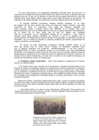 Fue muy seleccionado en la antigüedad, habiéndose obtenido frutos de gran peso: se
cuenta que en el pueblo de Tomayquichua (Ambo) aún durante la Colonia, se dieron frutos que
pesaban cerca de 12 kgs. Por lo general, se trata hoy de una planta semi-silvestre, que sólo
indirectamente recibe algún cultivo cuando crece en las líneas divisorias de los potreros; sin
embargo, en las últimas décadas, han empezado a cultivarse algunos huertos de chirimoyos.
- El guayabo (Psidium pyryferum), llamado también shahuinto, es un árbol
que alcanza más de cinco metros. Sus frutos son bayas de regular volumen, cuya parte
comestible es dulce; su coloración varía según las especies, pudiendo ser
crema, amarilla, rosada o morada. Estuvo muy difundido en el Antiguo Perú como
planta alimenticia; pero se le ha abandonado por creer que es agente transmisor del paludismo y
de la mosca de la fruta, razón por la cual ha habido una verdadera
"tala de la guayaba", con la subsiguiente pérdida de un exquisito y muy nutritivo
alimento, pues posee grandes cantidades de vitamina C que no se destruye con la
cocción del fruto. El Brasil exporta muchos millones en "guayabada"; y Colombia, en forma de
"bocadillo", ha con vertido la guayaba en alimento predilecto del pueblo, especialmente de
viajeros, escolares y excursionistas.
- El ciruelo de fraile (Bunchosia armeniaca), llamado también ushón, es un
árbol que alcanza más de cuatro metros. Produce en abundancia pequeños frutos
que, al madurar, adquieren una coloración morado-anaranjada y son muy dulces y
perfumados/Nadie lo cultiva actualmente porque se ha inventado que causa enfermedades
intestinales. Los campesinos gustan mucho de esta fruta, pero no la pueden adquirir porque ha
desaparecido casi totalmente. Con el objeto de evitar esa desaparición y hacerlo conocer de los
jóvenes de hoy, hemos introducido, con todo éxito, su cultivo en la Ciudad Universitaria, con
semillas provenientes de Ambo y de Lambayeque.
2.- Productos Límites Importados.- Entre estos productos, estudiaremos los frutales
cítricos y la caña de azúcar.
-Los frutales cítricos que vinieron con la Conquista se aclimataron perfectamente en las
Yungas. Se cultivan las siguientes especies: el naranjo (Citrus sinensis, aurancium), el limonero
(Citrus limonium), la lima (Citrus limeta), la toronja (Citrus sp.), el limón real o cidra (Citrus
sp.), la mandarina o tansharina (Citrus sp.), el limón dulce de gran futuro porque se reproduce
fácilmente por ramas, el qumquat o naranjita china y una variedad de naranja sin pepa, conocida
en el mercado con el nombre de la hacienda donde se la obtuvo por primera vez en el Perú:
"naranja de Huando".
Durante la Colonia, y hasta hace relativamente pocos años, existió un comercio de trueque
de cítricos por papas, el que ha desaparecido en todos aquellos lugares a donde han llegado las
carreteras, pues se han abierto mercados propios para cada uno de los artículos, sin tener que
recurrir al trueque.
— Otra planta límite es la caña de azúcar (Saccharum officinarum). Esta gramínea que
fue llevada de Asia a las Islas Canarias y de allí a América, llegando al Perú por primera vez en
1570, sólo prospera hasta la región Yunga.
Plantaciones de caña de azúcar en Cayaltí, departamento de
La Libertad. Esta preciosa planta bien aclimatada en las
regiones naturales: chala, yunga, Rupa—rupa o Selva Alta y
Omagua o Selva Baja suministra azúcar, miel y bagazo.
También brinda sus hojas llamadas cogollo, excelente forraje
para animales mayores y menores.
 