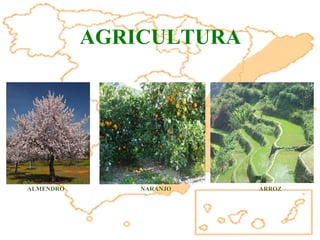 AGRICULTURA ALMENDRO NARANJO ARROZ 