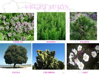 TOMILLO  ROMERO PALMITO ENCINA CHUMBERA  JARA VEGETACI Ó N 