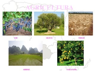 VID OLIVO TRIGO NARANJOS ARROZ   AGRICULTURA 