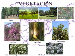 PINOS ENCINAS  ALCORNOQUE S ACEBO  BREZO TOMILLO JARA ÁLAMOS  MADRO Ñ OS VEGETACI Ó N 