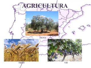 AGRICULTURA VID  OLIVO  TRIGO 
