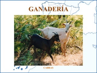 GANADERÍA CABRAS 