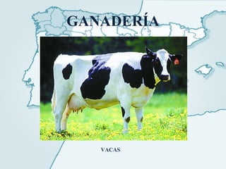 GANADERÍA VACAS 