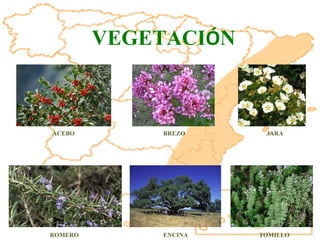 ACEBO BREZO JARA ROMERO TOMILLO ENCINA VEGETACI Ó N 