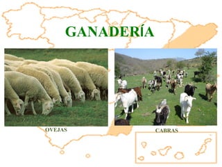 OVEJAS CABRAS GANADER Í A 