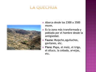  Abarca desde los 2300 a 3500
msnm.
 Es la zona más transformada y
poblada por el hombre desde la
antigüedad.
 Fauna: Huipcho,aguiluchos,
gavilanes, etc.
 Flora: Papa, el maíz, el trigo,
el olluco, la cebada, arvejas,
etc.
 